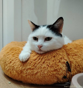 Любимая кошатинка  - IMG_20250721_214222.jpg