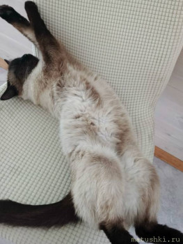 Любимая кошатинка  - 1753102811142.jpg