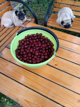 Мои домашние животные  - IMG_20250720_160759.jpg