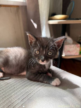 Любимая кошатинка  - IMG_20250727_175910_073.jpg