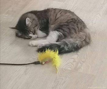 Любимая кошатинка  - IMG_20250727_181244.jpg