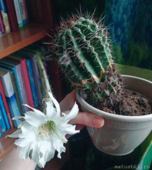 Наши цветы 2 - IMG_20250727_225105_197_edit_136753519285486.jpg