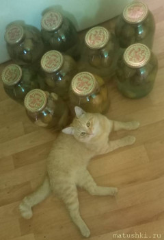 Любимая кошатинка  - IMG_20250728_122735.jpg