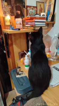 Любимая кошатинка  - IMG_20250728_210734.jpg