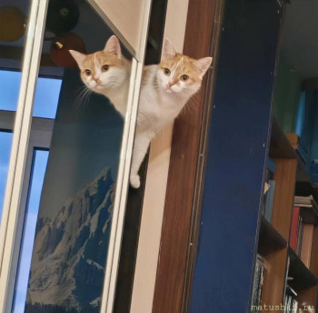 Любимая кошатинка  - IMG_20250802_211913_edit_264457088804792.jpg