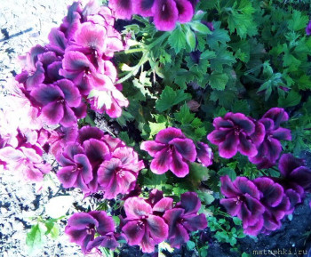 Наши цветы 2 - IMG_20250803_092049_978~2.jpg