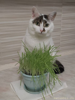 Любимая кошатинка  - AwIeI724kwc.jpg