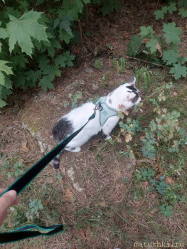 Любимая кошатинка  - 20250712_153747.jpg