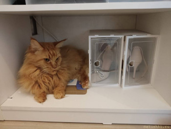 Любимая кошатинка  - IMG_20250806_100059.jpg