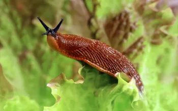 Наша дача - 347537711826268.webp