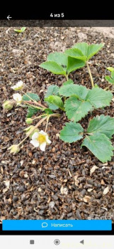 Наша дача - Screenshot_2025-08-19-20-05-19-006_com.avito.android.jpg