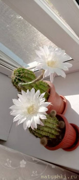 Наши цветы 2 - IMG_20250822_093113_718.jpg