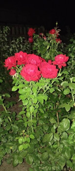 Наши цветы 2 - IMG_20250821_214718_595.jpg