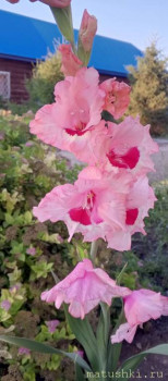 Наши цветы 2 - IMG_20250816_191410_749.jpg