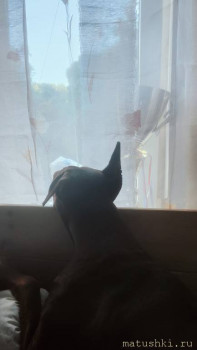 Мои домашние животные  - IMG20250901182234.jpg