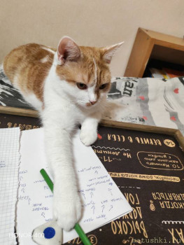 Мои домашние животные  - IMG_20250905_212836.jpg