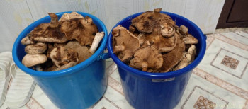 ГРИБЫ: собираем, варим-жарим, консервируем, сушим, солим и замораживаем - IMG_20250907_185555_043.jpg