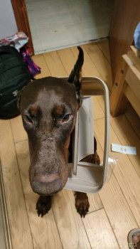 Мои домашние животные  - IMG20250913044330.jpg