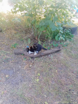 Любимая кошатинка  - IMG20250920165438.jpg