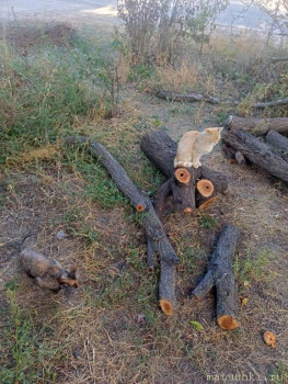 Любимая кошатинка  - IMG20250920165433.jpg