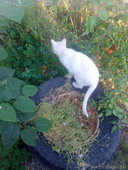 Любимая кошатинка  - IMG20250920165618.jpg