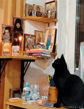 Любимая кошатинка  - IMG_20250926_222118.jpg