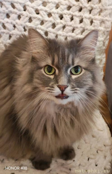 Любимая кошатинка  - IMG_20251005_151304_edit_255812928510590.jpg