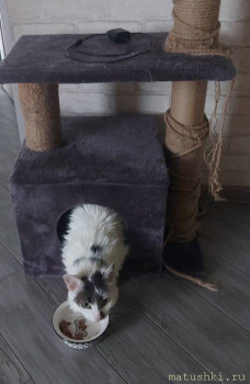 Любимая кошатинка  - 20251010_132332.jpg