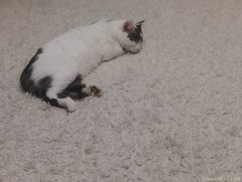 Любимая кошатинка  - 20251013_195459.jpg