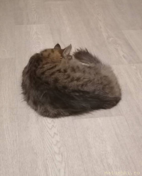 Мои домашние животные  - IMG_20251019_184952.jpg