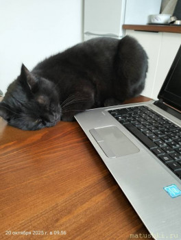 Мои домашние животные  - IMG20251020095631.jpg