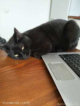 Мои домашние животные  - IMG20251020095711.jpg