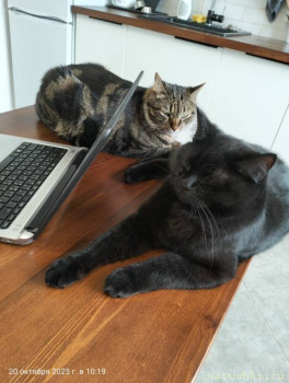 Мои домашние животные  - IMG20251020101932.jpg