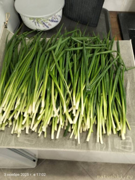 Кухонные разговоры флудим ТУТ -6 - IMG20251103170207.jpg