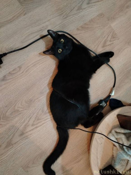 Любимая кошатинка  - photo_2025-11-04_21-51-15.jpg