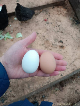 Сельское хозяйство по полной - IMG_20251108_141818.jpg