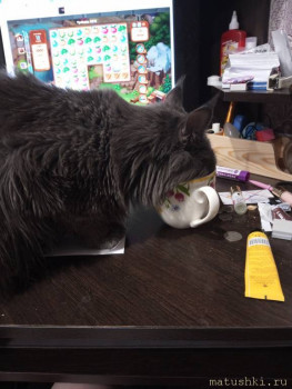 Мои домашние животные  - IMG_20251108_010753_622.jpg