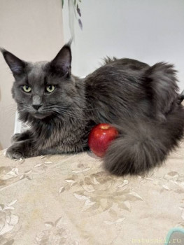 Мои домашние животные  - IMG_20251108_203022_071.jpg