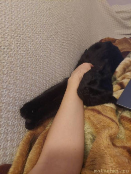 Любимая кошатинка  - 20251108_203012.jpg