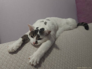 Любимая кошатинка  - 20251011_195449.jpg