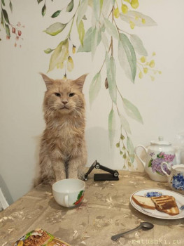 Мои домашние животные  - IMG_20251019_191653_121.jpg