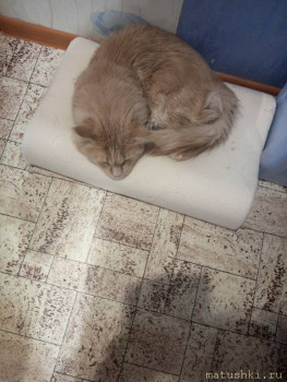 Мои домашние животные  - IMG_20250820_132302_302.jpg