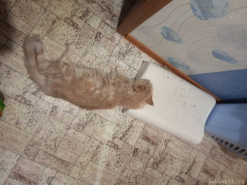 Мои домашние животные  - IMG_20250816_191609_130.jpg