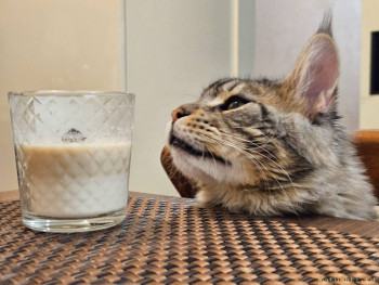 Мои домашние животные  - IMG-20251108-WA0012.jpg