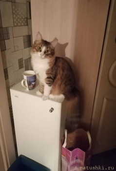 Любимая кошатинка  - IMG_20251111_183057.jpg