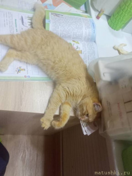 Любимая кошатинка  - IMG20251113175106.jpg