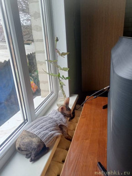 Любимая кошатинка  - IMG20251105093408.jpg