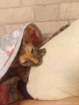 Любимая кошатинка  - IMG20251019185114.jpg