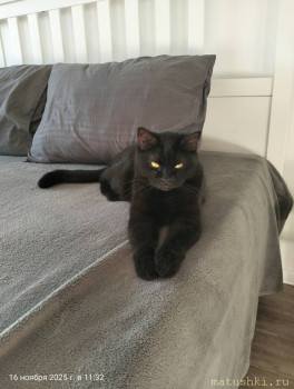 Любимая кошатинка  - IMG20251116113230.jpg