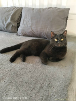 Любимая кошатинка  - IMG20251116120033.jpg